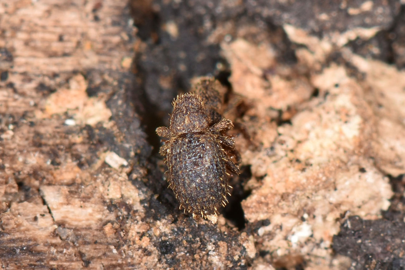 Curculionidae: Echinomorphus ravouxi